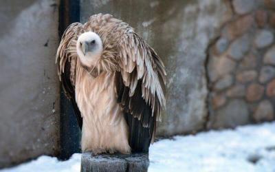 Rare and endangered species in Altai