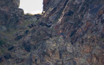Watching one of the biggest and rarest birds of prey