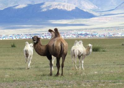 3 camels in Altai region