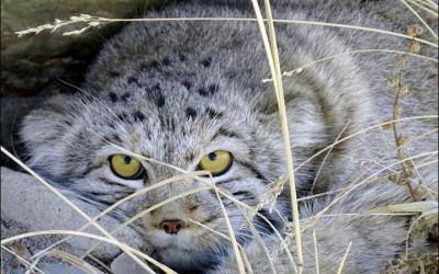 The Pallas cat or Manul