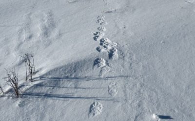 Journalists from all over the world took part in snow leopard monitoring in Altai