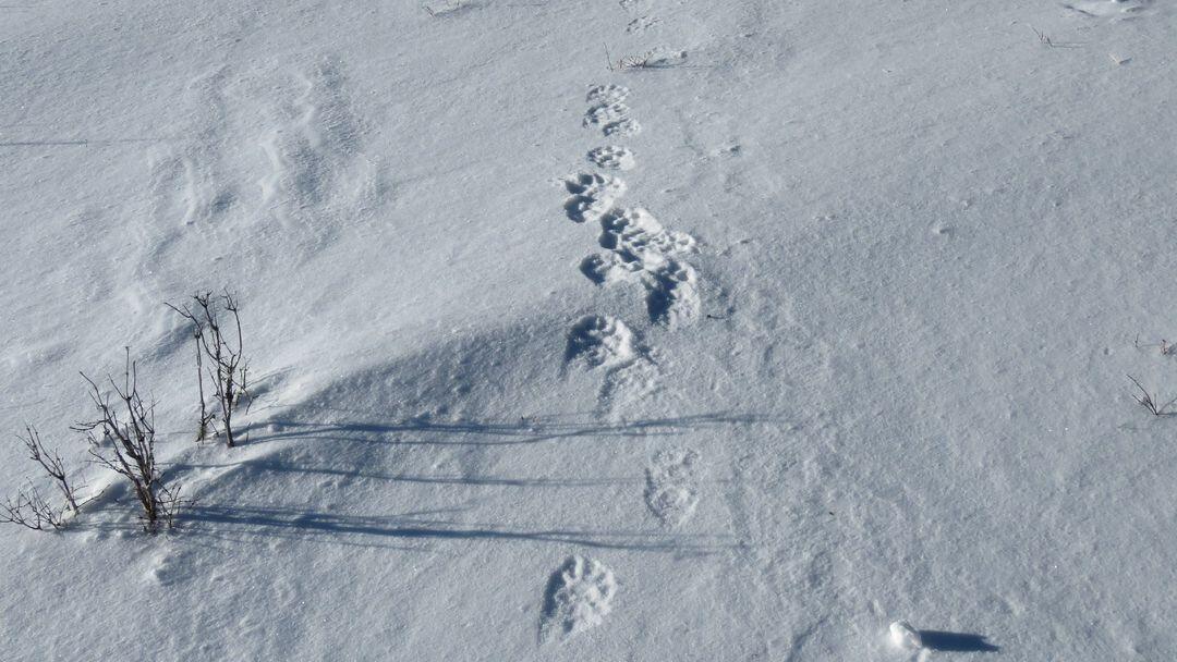 Footprints on snow in Sailugem park