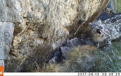 October 23 – International Snow Leopard Day!