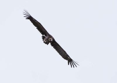Black vulture flying in the sky
