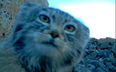 Have you ever checked a wildcamera in real wild nature like Siberia?!?
