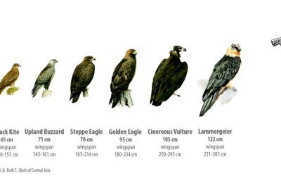 Which birds of prey can you meet in Altai? Part 1. Eagles