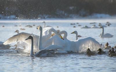 Stray swan has found new home in wildlife in Altai