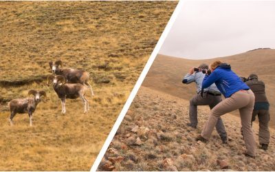 How argali met Kaichitravel