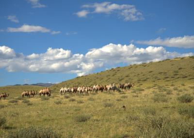 Chuya steppe with camels