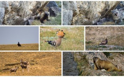 World Wildlife Day