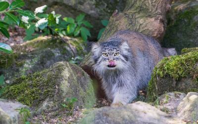 A great day to announce our newest project: international manul or pallascat day