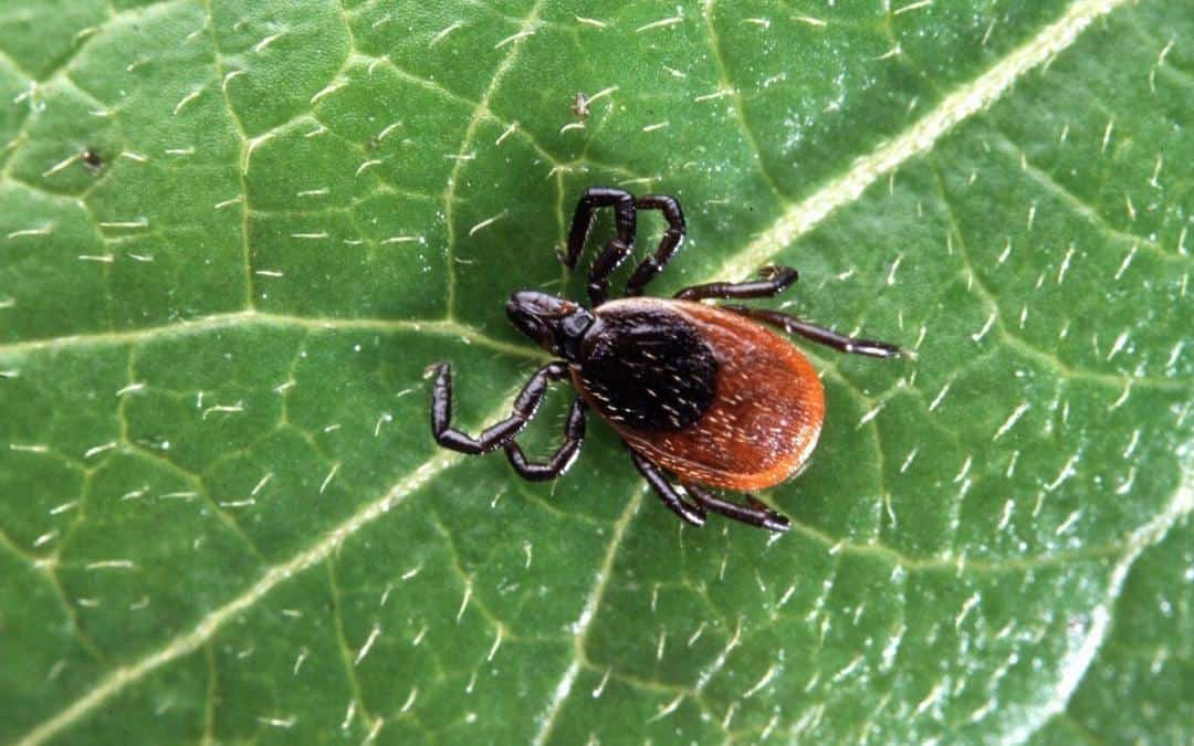 Ticks in Altai: should you be afraid and how to protect yourself